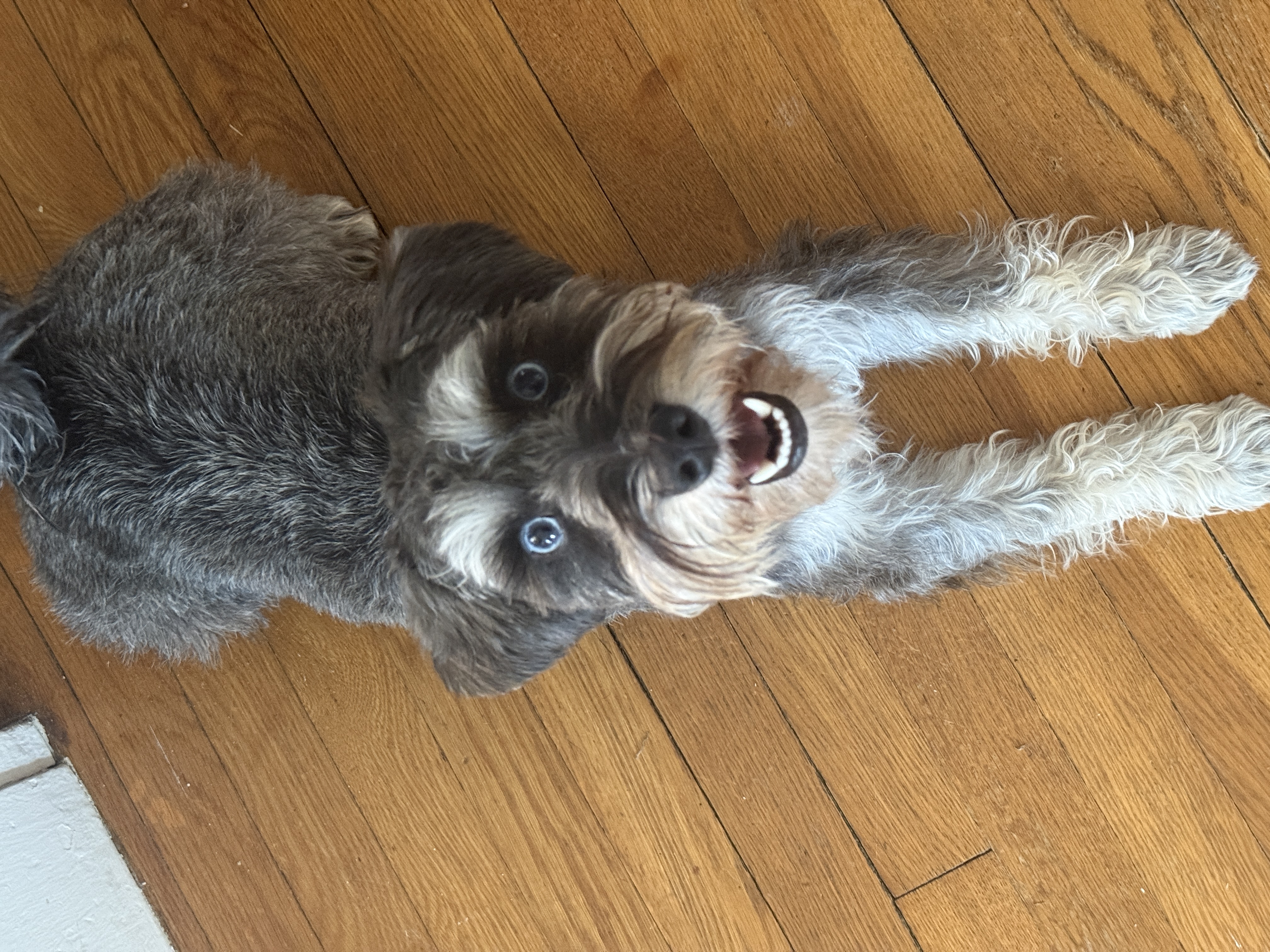 Max, Chief Morale Officer